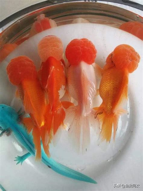 金魚數量 風水|養魚的數目與魚缸的講究